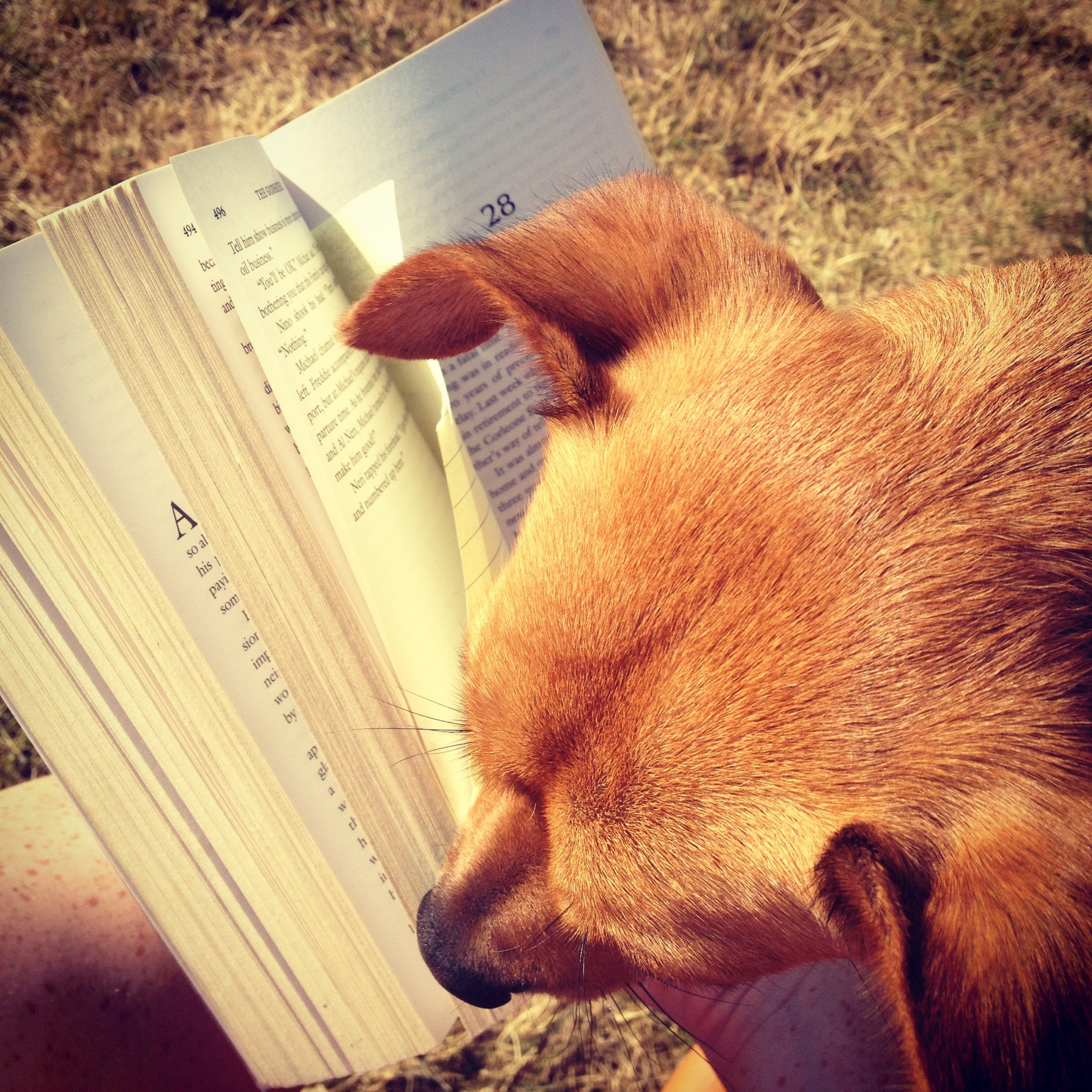 Dog Ate My Book